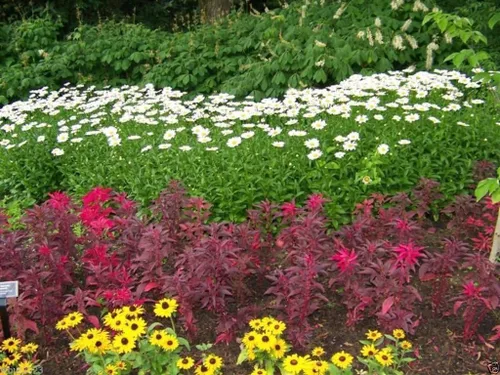 Vista 2 de 200 semillas Amaranthus "Early Splendor" Hermoso color carmesí, hermoso color chocolate