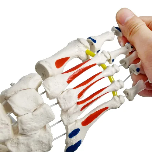 Vista 3 de Modelo de esqueleto de pie en elástico, con muñón tibia-peroné ensartado elástico inserciones musculares y orígenes, molde natural para una