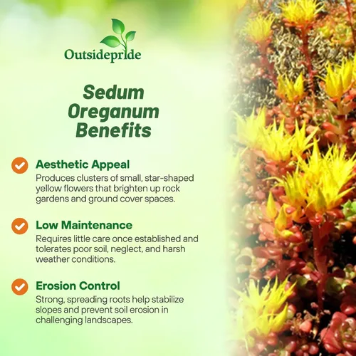 Vista 3 de Outsidepride Semillas de Oreganum Sedum - 1000 semillas perennes de cobertura del suelo para plantar, plantas suculentas resistentes al frío
