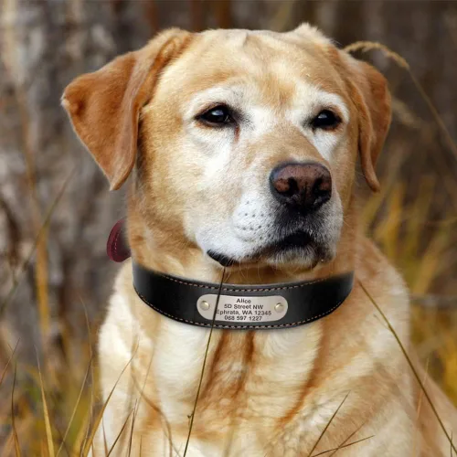 Vista 7 de Didog Collares de perro de cuero genuino con placa de identificación grabada, collar de perro de cuero suave personalizado con etiqueta de Verde