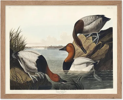 Vista 90 de Poster Master Póster vintage de James Audubon – Impresión retro de amargo americano – Arte de aves de América – Regalo para hombres, mujeres