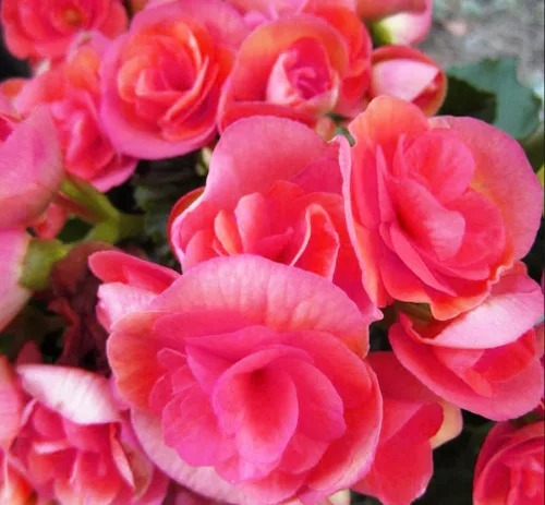 Vista 3 de Más de 100 semillas de flores de begonia rosa sin parar, ornamentales fáciles de cultivar semillas de flores