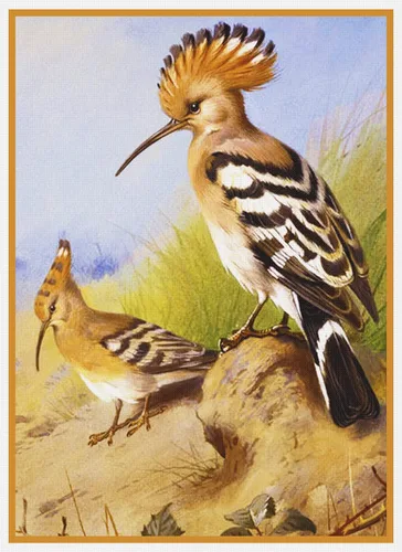 Vista 21 de Canguros australianos John Gould Counted Patrón de punto de cruz