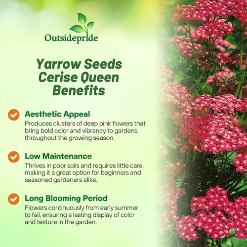 Vista 3 de Outsidepride Cerise Queen Yarrow Seeds – 10000 unidades. Semillas de flores perennes, versátiles, formadoras de grumos y tolerantes a la sequía