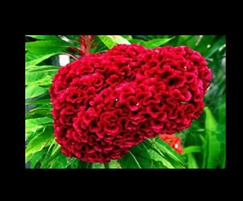 Vista 2 de Semillas Gigantes Cabezas Rojas Gallo Celosia Cristata Flores de jardín Obtener 100 Semillas #NR01YN