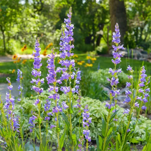 Vista 2 de Outsidepride Semillas perennes de flores silvestres Penstemon Rocky Mountain de 1/4 lb para plantar