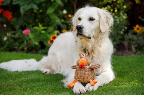 Vista 9 de Petface Farmyard Buddies - Juguete grueso para perros de pollo