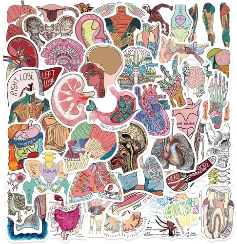 Vista 7 de Anatomy Pun Stickers Human Anatomy Sticker Water Bottle Stickers for Teens Waterproof Vinyl(50Pcs)