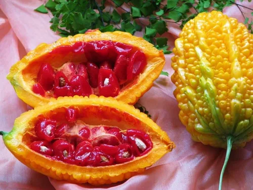 Vista 2 de Semillas de calabaza de melón amargo chino (Momordica Charantia) Vegetal sin OMG para plantar