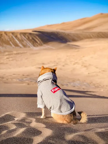 Vista 3 de ChoChoCho Sudadera con capucha y suéter para perros – Elegante ropa urbana de algodón para gatos y cachorros en gris – S, M, L