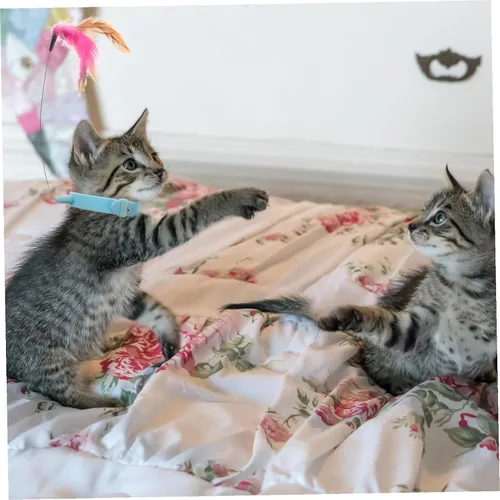 Vista 7 de Alipis Collar de juguete para gatos, varita ajustable para burlas, juguete interactivo para gatitos, ejercicio de persecución, alivio del estrés