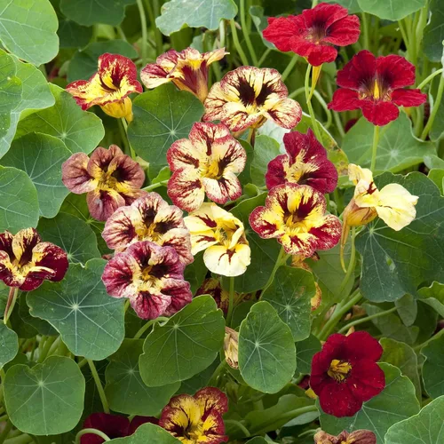 Vista 25 de Eden Brothers Semillas de Nasturtium - Semillas de Alaska Gold sin transgénicos para plantar, 1 onza Semillas de flores de bajo mantenimiento