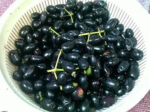 Vista 21 de Generic Semillas de fruta de Jabuticaba comestibles frescas 100pcs para plantar negro