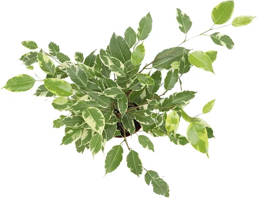 Vista 2 de Ficus Benjamina abigarrado - 6" de California Tropicals
