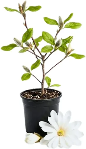 Vista 7 de Magnolia Tree Planta viva para plantar, flores de magnolia arbusto de 6 a 12 pulgadas de altura, en maceta, arbusto de magnolia fragante