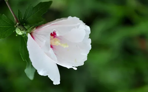 Vista 7 de Semillas Malvavisco Althaea officinalis No GMO Heirloom