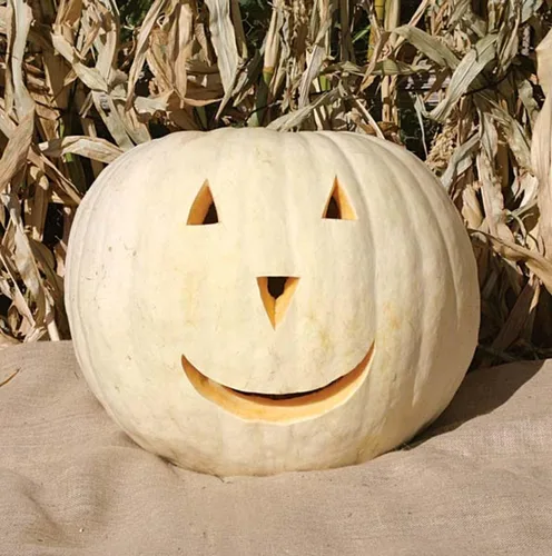 Vista 5 de TomorrowSeeds - Semillas de calabaza blanca Lumina - Más de 10 unidades - para plantar Halloween otoño tallado fantasma Casper oso polar Calabaza