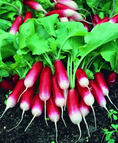 Vista 2 de Semillas de Rábano Francés Vegetal 18 Días Temprano Rojo Heirloom - 300 Semillas