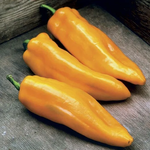 Vista 2 de Park Seed Mama Mia Giallo - Semillas híbridas de pimiento dulce, paquete de 100 semillas, ganador de la AAS 2014, pimientos amarillos dorados