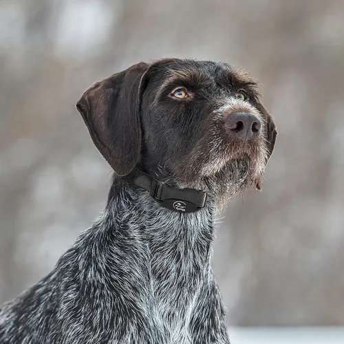 Vista 7 de SportDOG NoBark SBC-8 - Collar ligero de corrección progresiva de ladridos - Ayuda a desalentar los ladridos molestos - Múltiples niveles