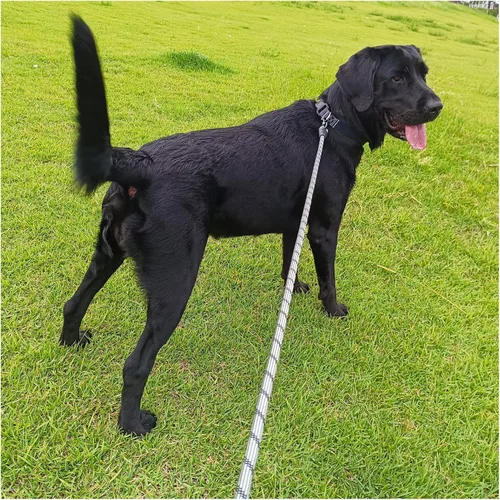 Vista 6 de BTINESFUL Correa larga para perro, correa de entrenamiento para perros de 10/15/20/30/50 pies con mango suave, cuerda reflectante resistente