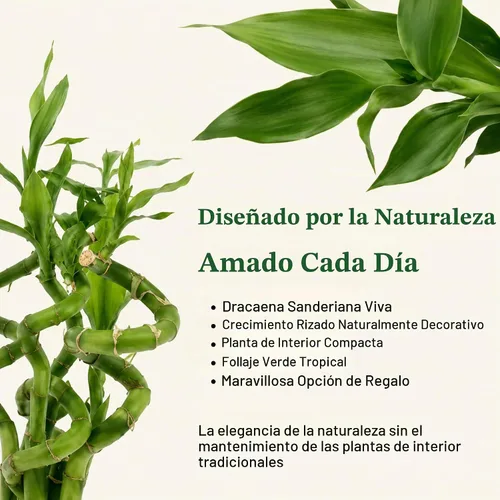 Vista 2 de Planta viva de bambú de la suerte, planta de interior de bambú rizado, Dracaena Sanderiana