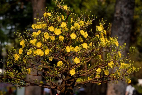 Vista 2 de Semillas de árbol bonsái de albaricoque en flor - 3 semillas grandes para plantar - Impresionantes flores amarillas y frutos.