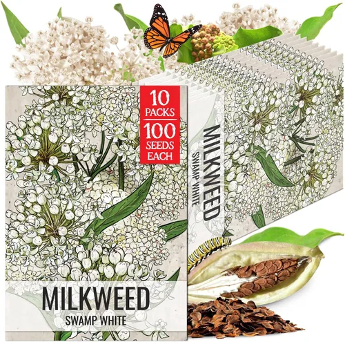 Vista 15 de Seed Needs Semillas de algodoncillo de mariposa naranja para mariposas monarca, 1 paquete