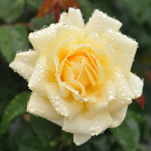 Vista 2 de Rosas de té híbridas de reliquia, planta de raíz propia, Eleganza® Winter Sun Sol de invierno Eleganza