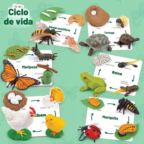 Vista 3 de Kit de animales de ciclo de vida, juguete de ciencia Montessori con juego de 24 piezas, mariposa, rana, pollo, abeja, mariquita y tortuga, regalo