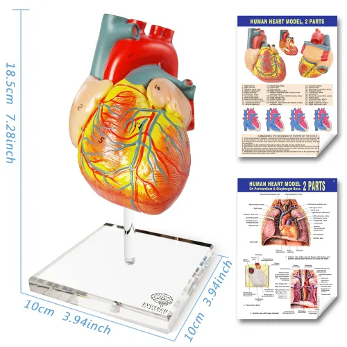 Vista 2 de EVOTECH SCIENTIFIC Modelos de cuerpo humano, esqueleto y corazón, el mejor modelo de anatomía, juego de 3 herramientas prácticas de estudio