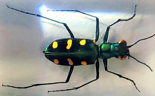 Vista 24 de 44mm Hormiga gigante tropical real en resina de lucita transparente cristalina, espécimen preservado Pseudoneoponera Rufipes, taxidermia