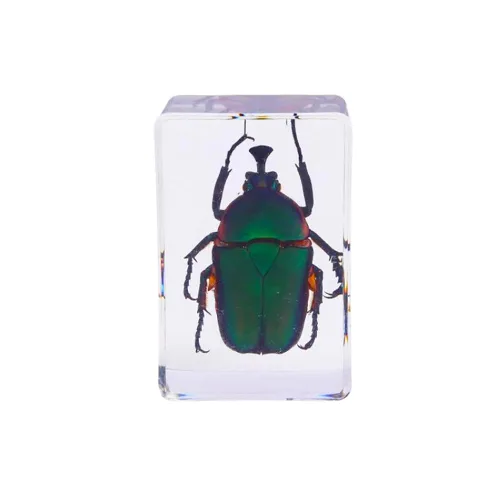Vista 7 de Espécimen de resina Colección de insectos Pisapapeles Espécimen animal para educación científica 6 estilos insectos