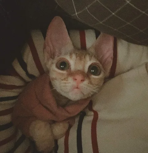 Vista 6 de Ropa de gatos sin pelo, camiseta de algodón, chaleco transpirable para primavera y otoño, ropa de gato con cuello alto para Sphynx, Cornish Rex