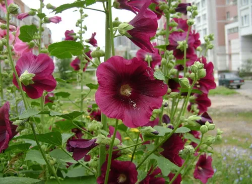 Vista 4 de Semillas Hollyhock Spring Mix Flores perennes