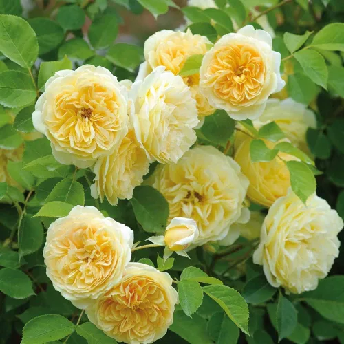 Vista 4 de Rosas trepadoras inglesas de reliquia, planta de raíz propia viva para jardín al aire libre, Teasing Georgia™, Zonas de rusticidad muy fragantes