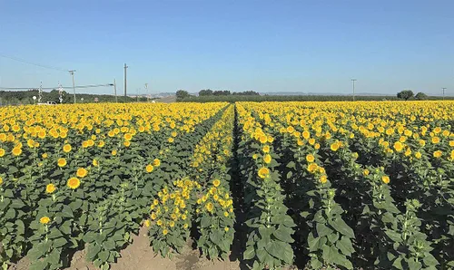 Vista 5 de Semillas de girasol orgánicas, sin OMG, sin sal y veganas sin cáscara de granos