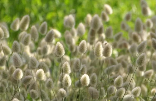 Vista 2 de Semillas de flores raras Lagurus Ovatus Ornamental Grass Bunny Tails Anual 100 Semillas