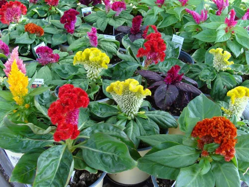 Vista 3 de Semillas Cockscomb Mix Celosia Flores anuales para plantar sin OMG
