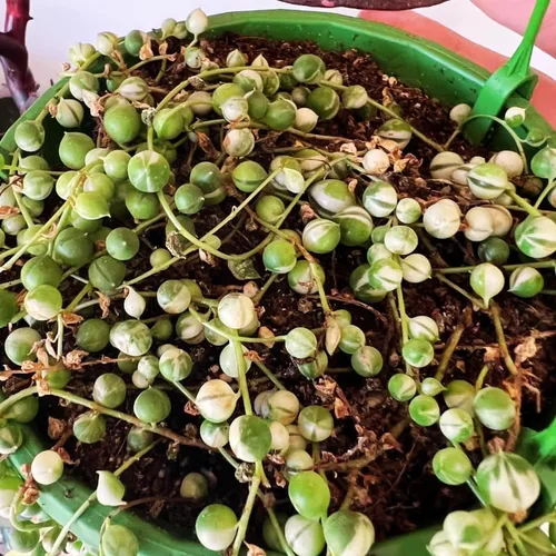 Vista 5 de Planta de cadena de perlas vivas para plantar, maceta de cadena de perlas, planta de cadena de perlas vivas, completamente enraizada, planta