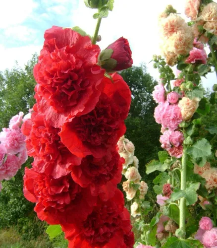 Vista 4 de Semillas Hollyhock Double Mix Anual Malva Flores para plantar