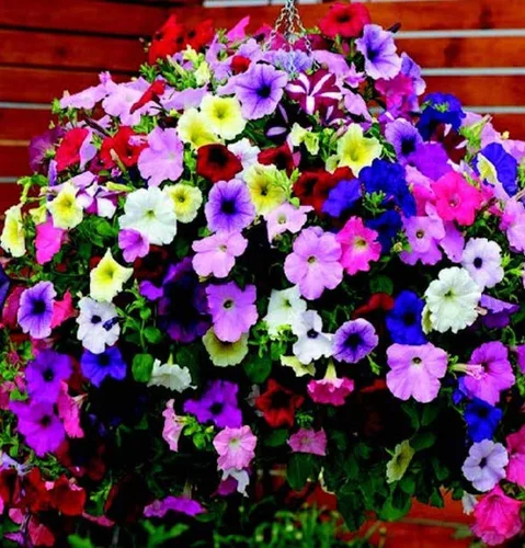 Vista 3 de Más de 300 semillas de petunia enana colgantes, color arcoíris mixto, bonsái, flores de grandiflora, semillas de reliquia, sin OMG, para interiores