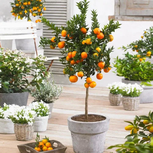 Vista 5 de Mezcla para macetas elaborada por expertos para árboles de mandarina. La mezcla de tierra de Gardenera es la clave para una cosecha abundante
