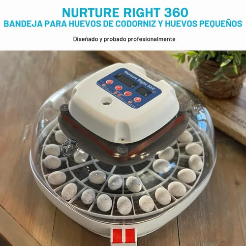 Vista 5 de Bandeja de huevos duradera para incubadora de huevos Nurture Right 360, 48 huevos de codorniz/pájaro