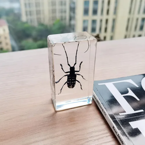 Vista 4 de Especímenes reales de insectos de escarabajo de cuernos largos en manualidades de pisapapapeles, colección de taxidermia de animales para educación