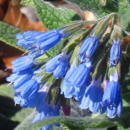 Vista 5 de 80 semillas de consuelda Symphytum Officinale - Semillas de jardín frescas reliquia sin OMG