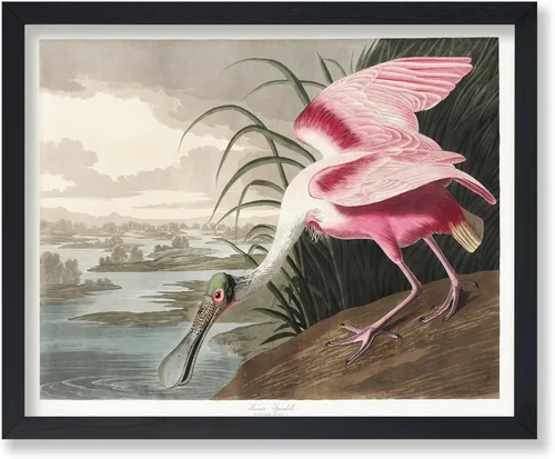 Vista 73 de Poster Master Póster vintage de James Audubon – Impresión retro de amargo americano – Arte de aves de América – Regalo para hombres, mujeres