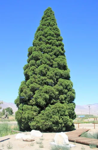 Vista 3 de 40 semillas de secuoya gigante Sequoiadendron giganteum Sierra Redwood