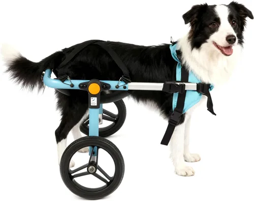 Vista 9 de TailWaggers Silla de ruedas para perros para patas traseras Ayuda de movilidad ajustable Ruedas todo terreno