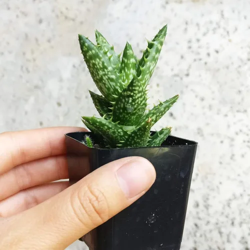 Vista 2 de Aloe Juvenna Tiger Tooth Aloe Suculentas (2 pulgadas) – Suculentas con poca luz de 2 pulgadas – Suculentas de interior de fácil cuidado – Planta